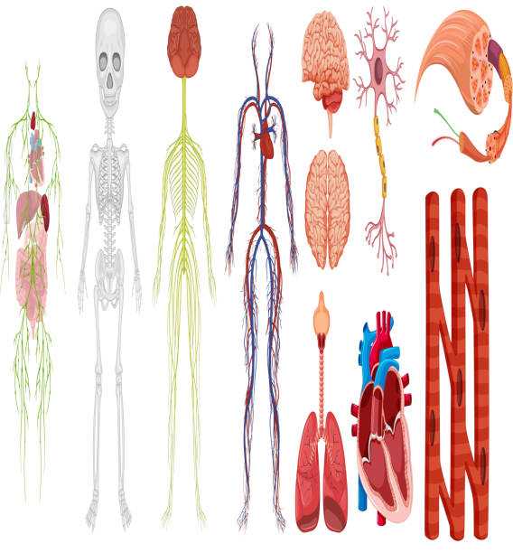 Nervous system