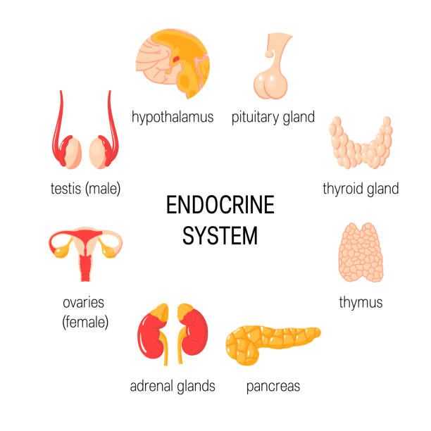 Digestive -Endocrine - osmoregulation