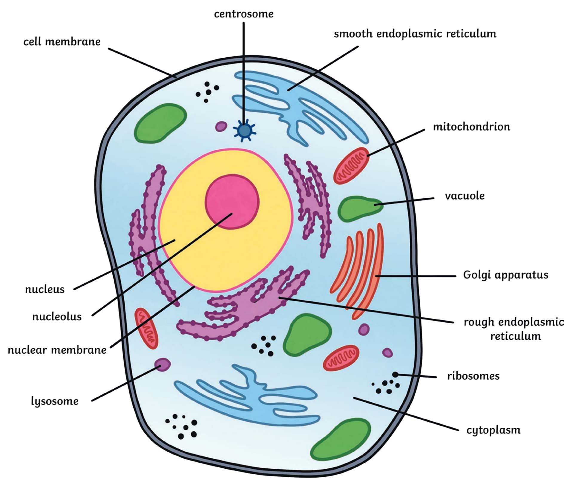 inventory part 2 - cell biology